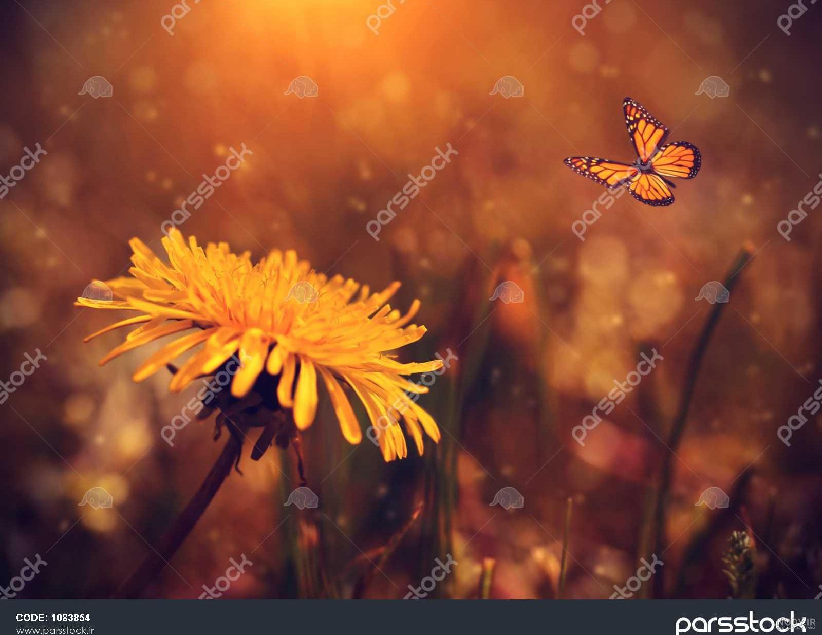 جملات زیبای کتاب من او