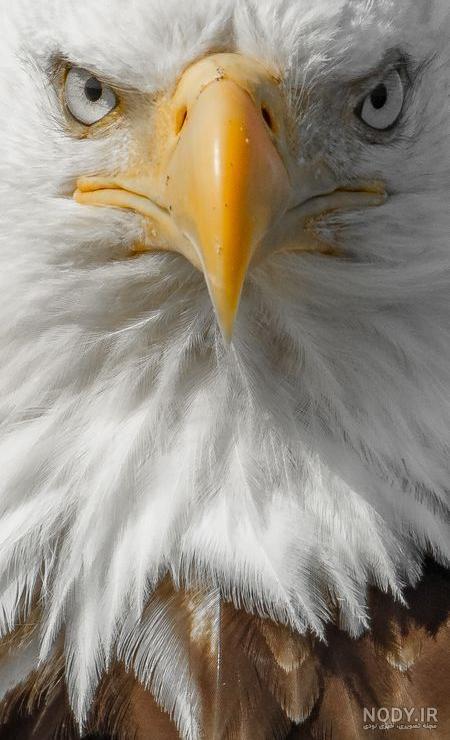 خطرناک ترین عقاب جهان