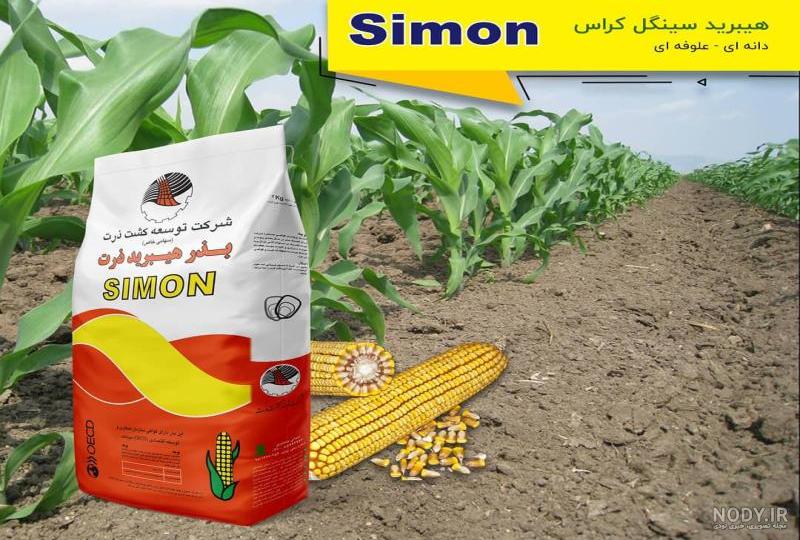 عکس بذر هیبرید ذرت