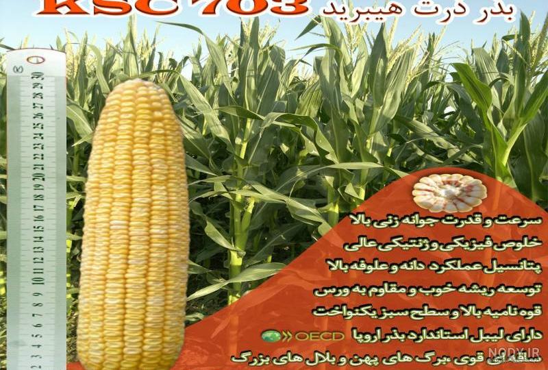 قیمت بذر ذرت