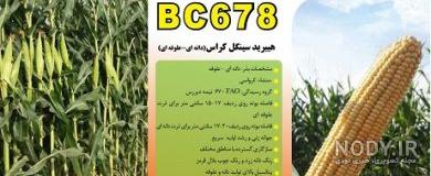 قیمت بذر ذرت سال 99