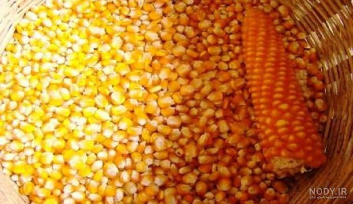 قیمت بذر ذرت علوفه ای مای