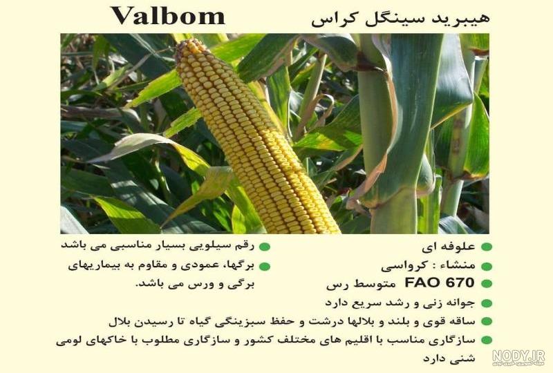 قیمت بذر ذرت ماکسیما