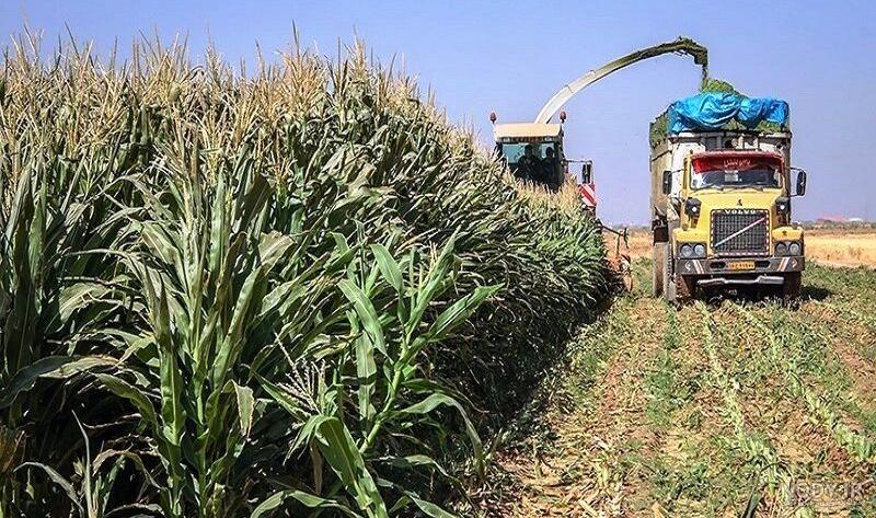 قیمت بذر ذرت مای