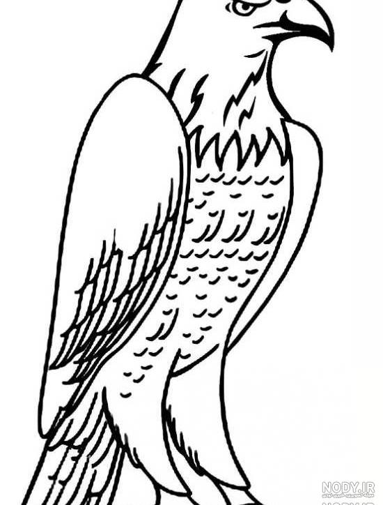 نقاشی عقاب با مداد