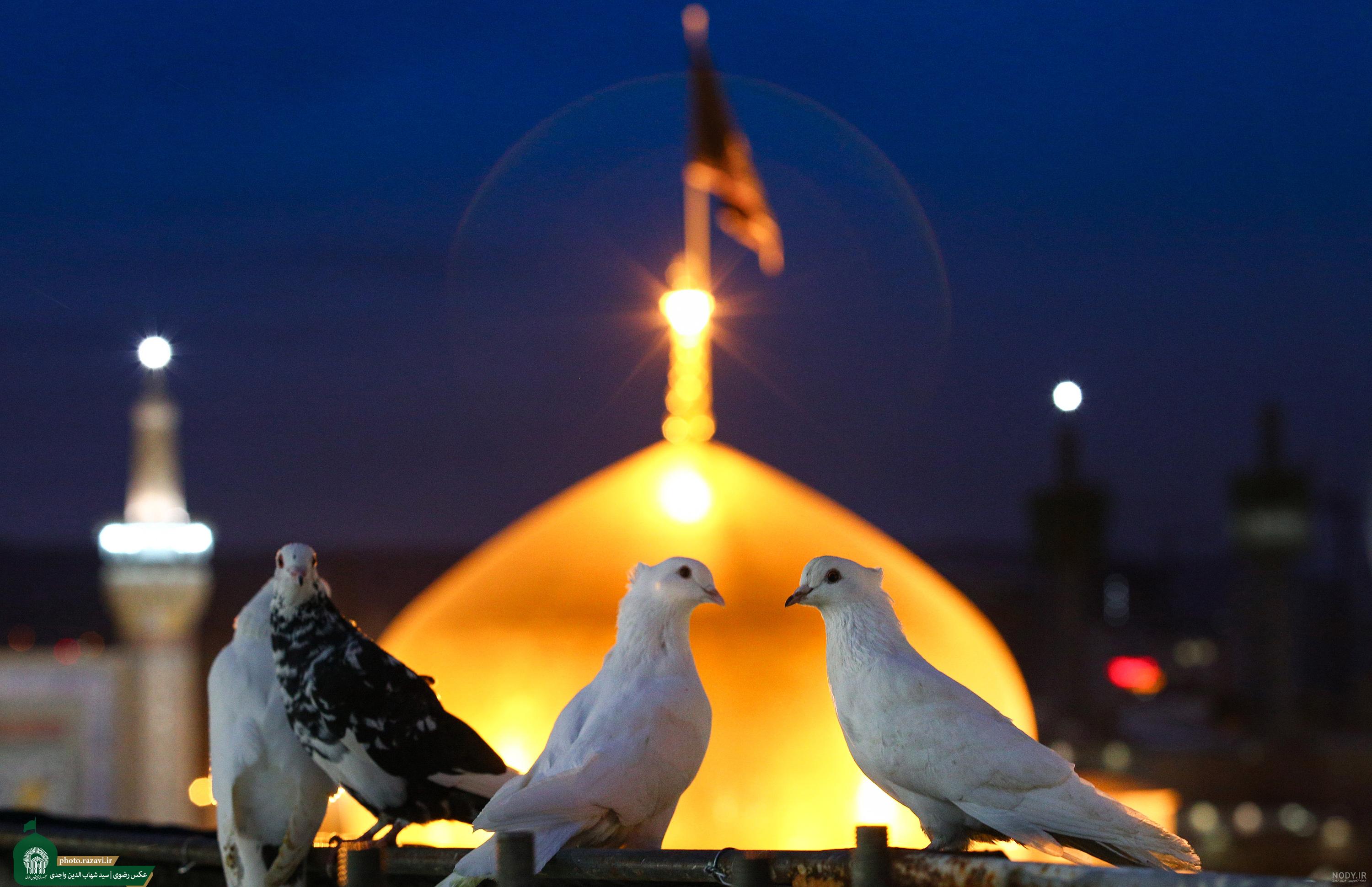 عکس خفن عکس کبوتر حرم امام حسین