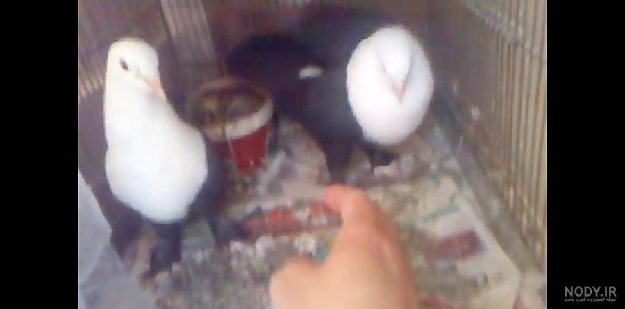عکس خفن عکس کبوتر حرم امام حسین