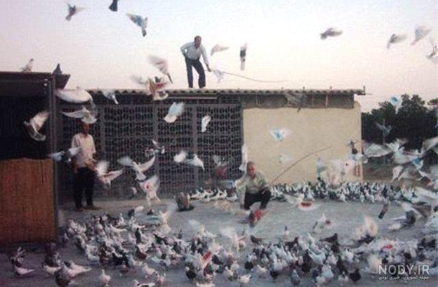 عکس خفن عکس کبوتر حرم امام حسین