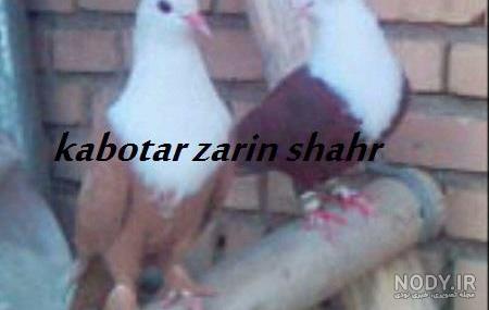 عکس کبوتر حرم امام رضا