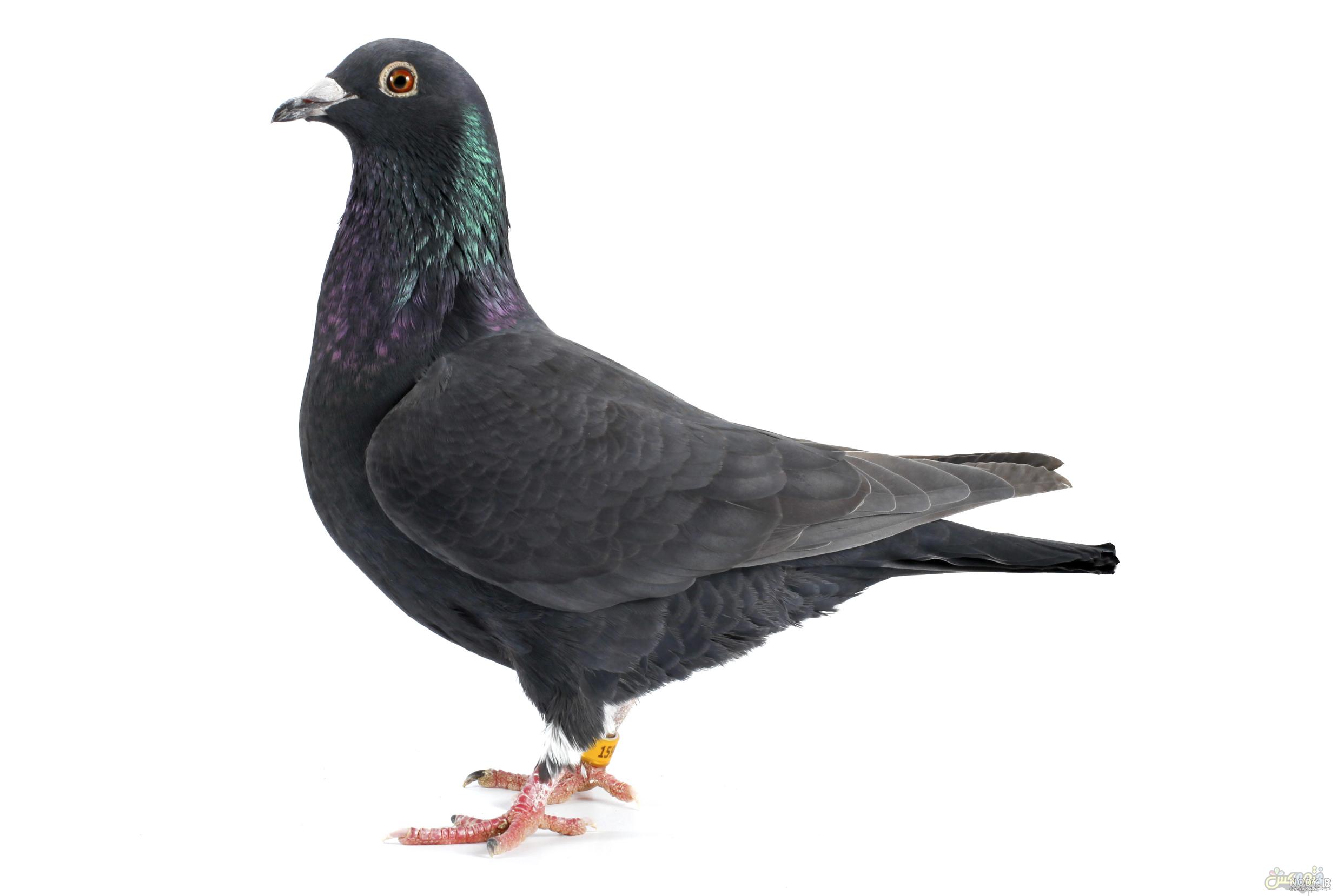 عکس خفن عکس کبوتر حرم امام حسین