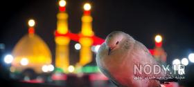 عکس کبوتر حرم امام رضا