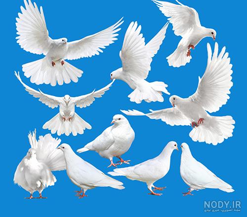 عکس کبوتر حرم امام رضا