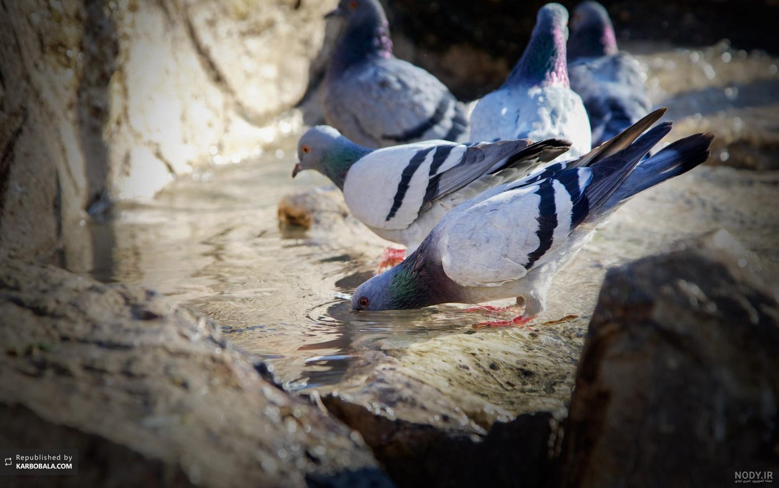 عکس کبوتر حرم امام رضا