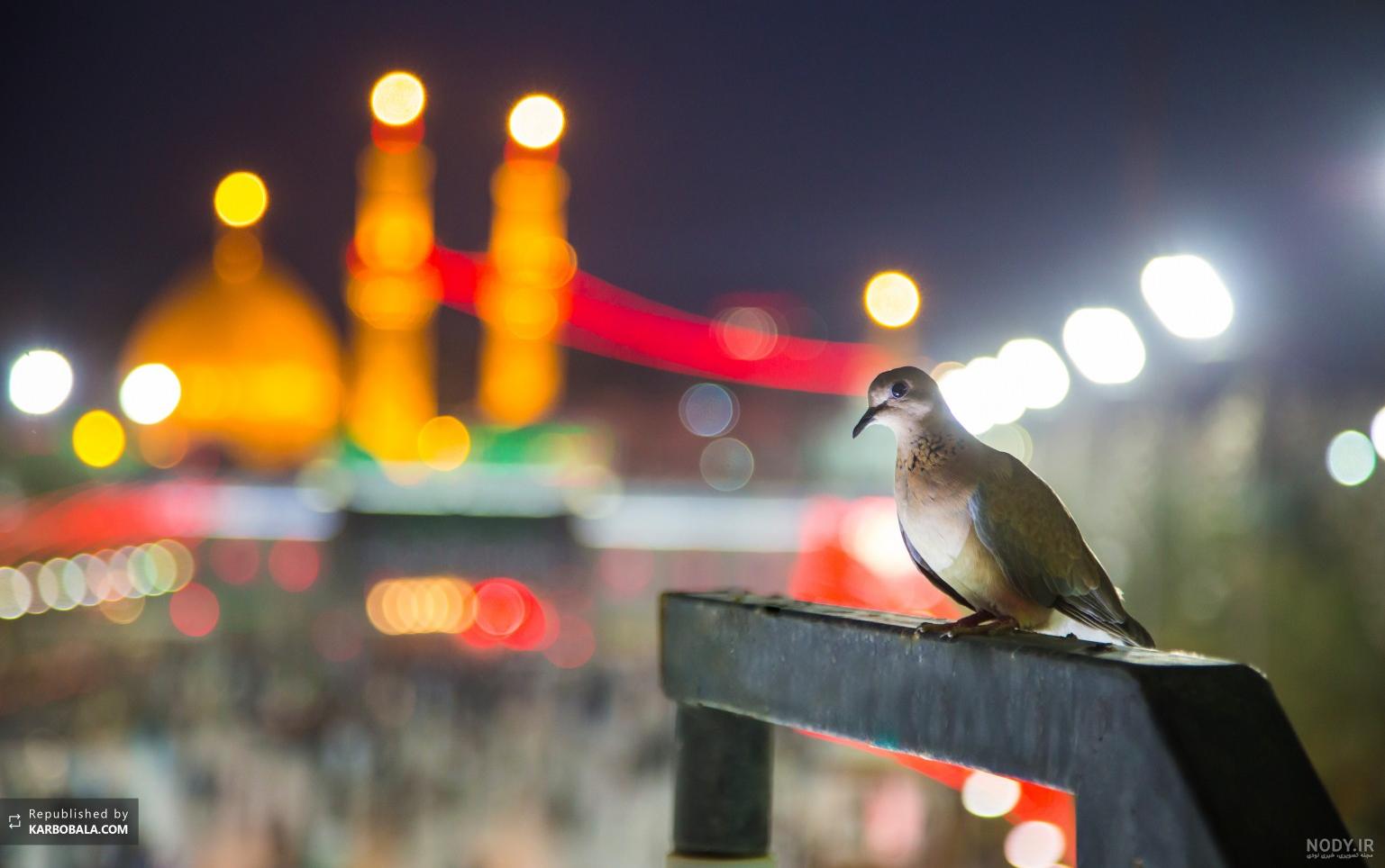 عکس خفن عکس کبوتر حرم امام حسین