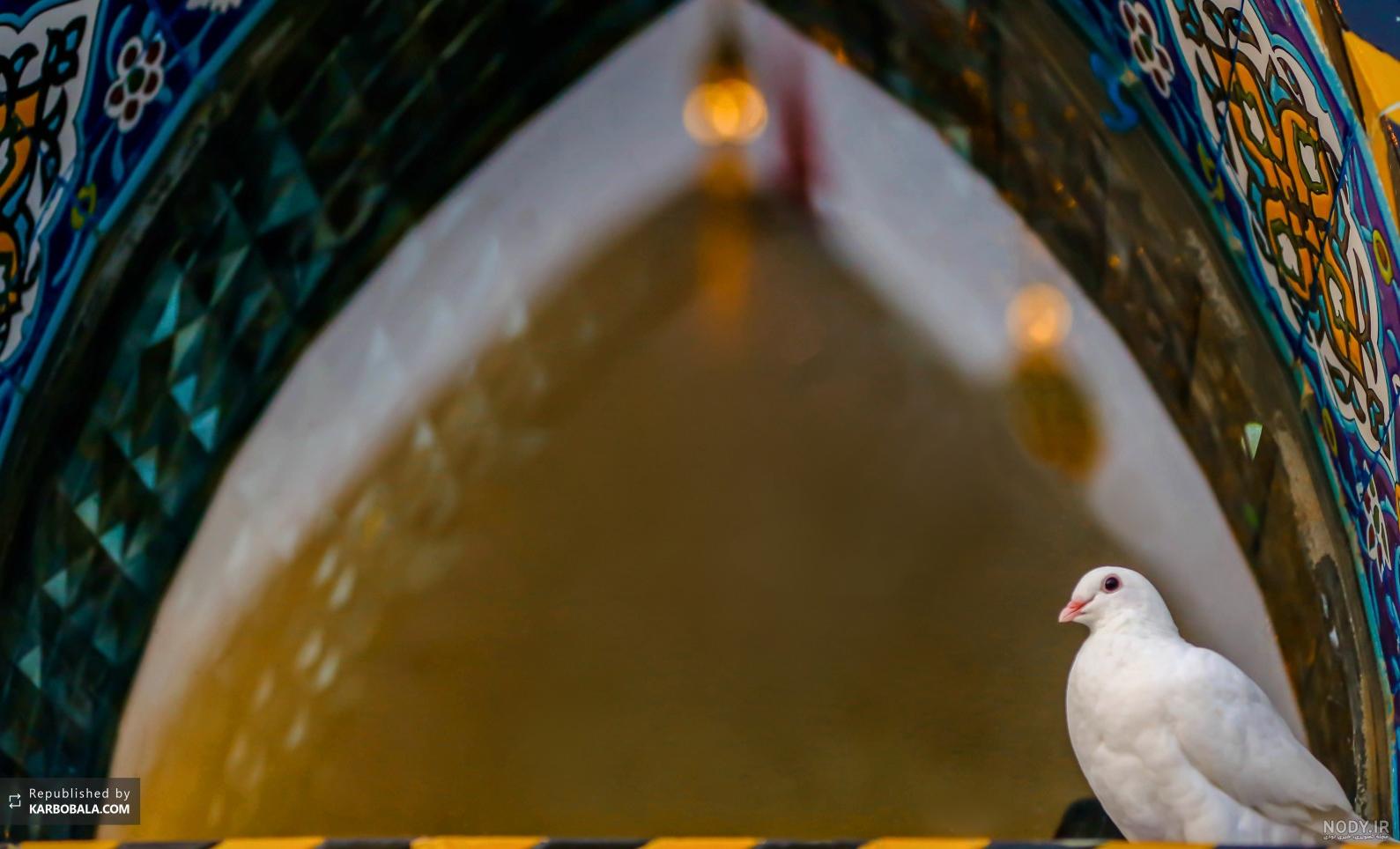 عکس خفن عکس کبوتر حرم امام حسین