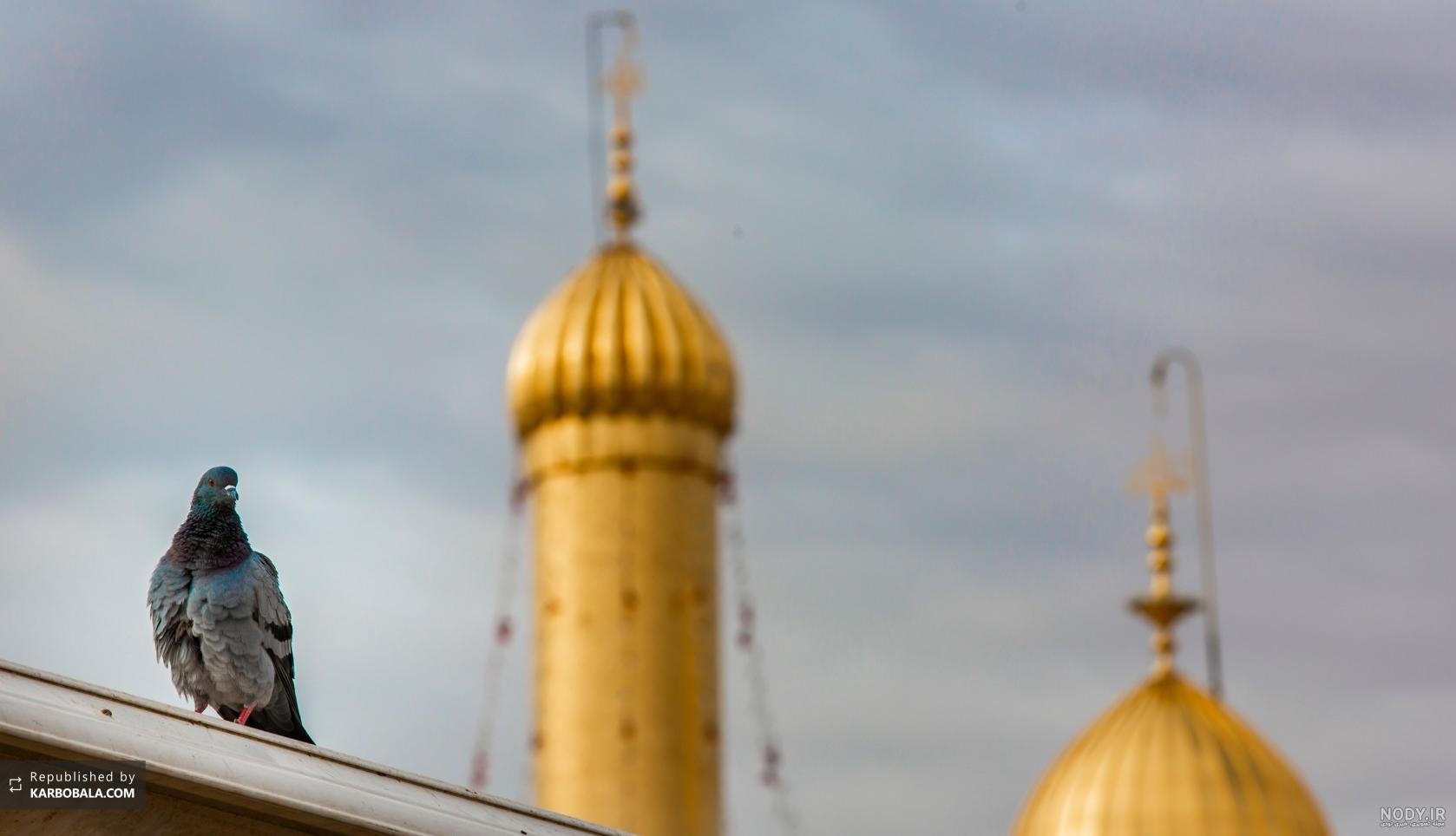 عکس خفن عکس کبوتر حرم امام حسین