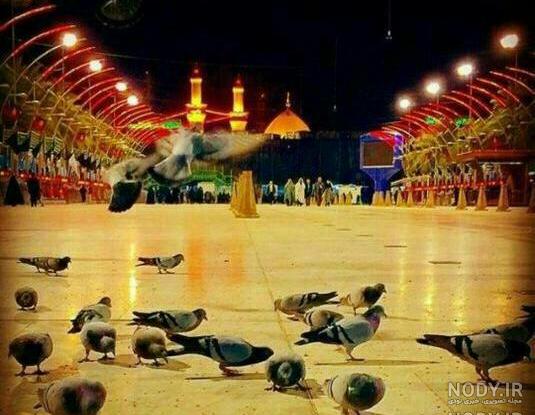 عکس کبوتر حرم امام رضا