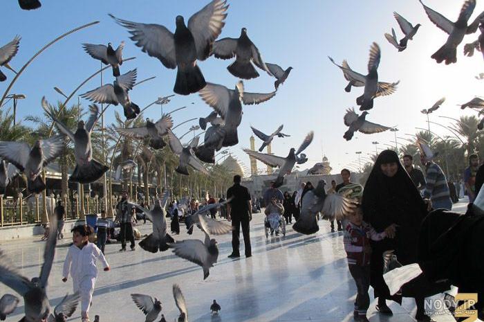عکس کبوتر حرم امام رضا