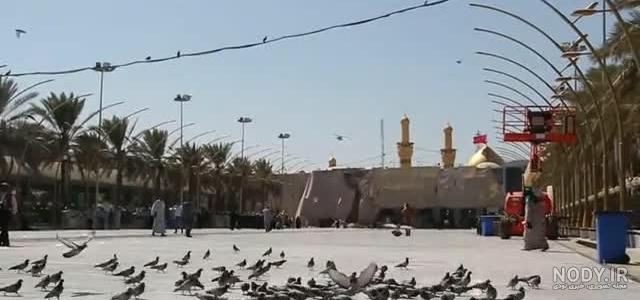 عکس کبوتر حرم امام رضا
