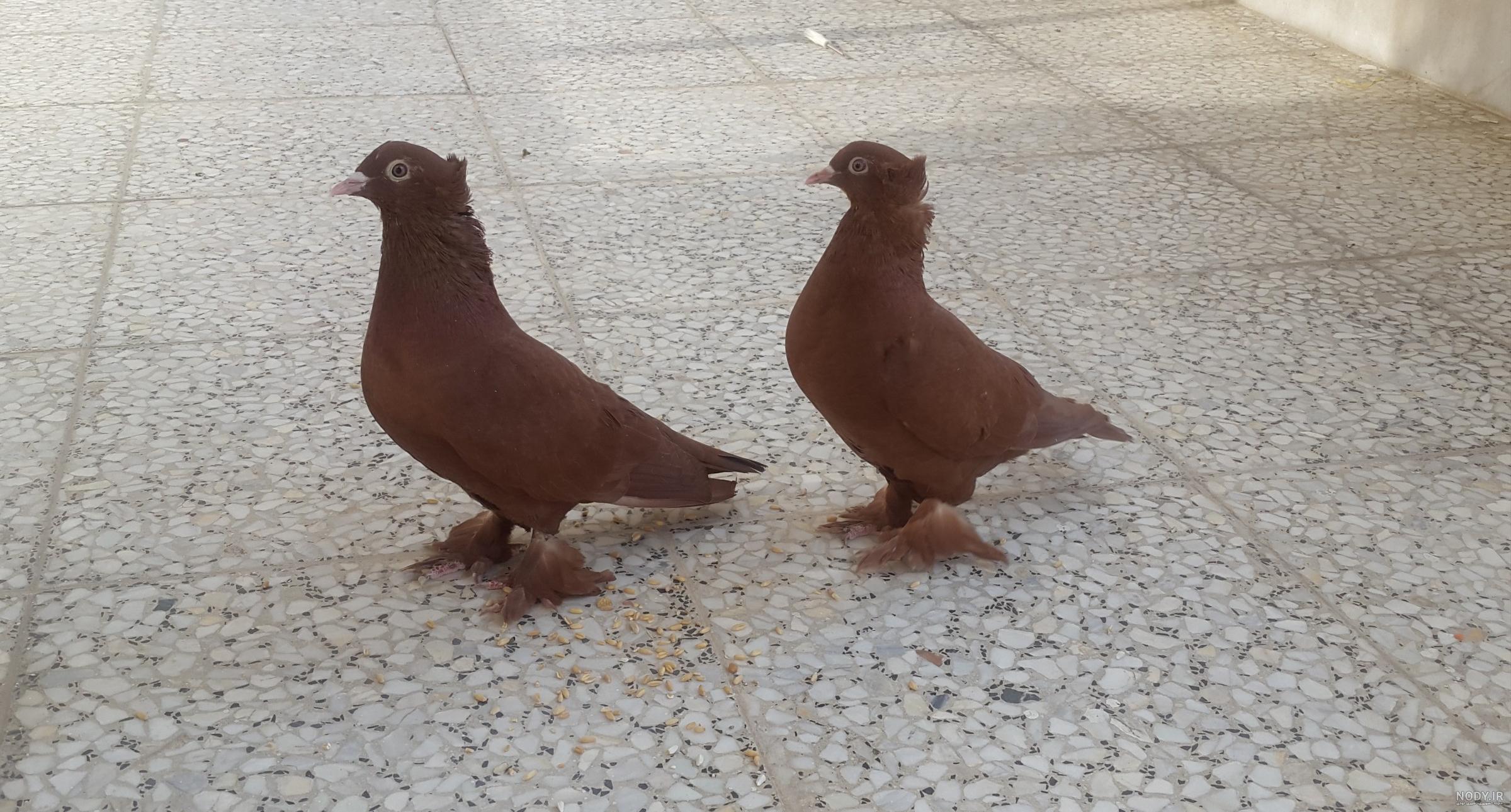 عکس خفن عکس کبوتر حرم امام حسین