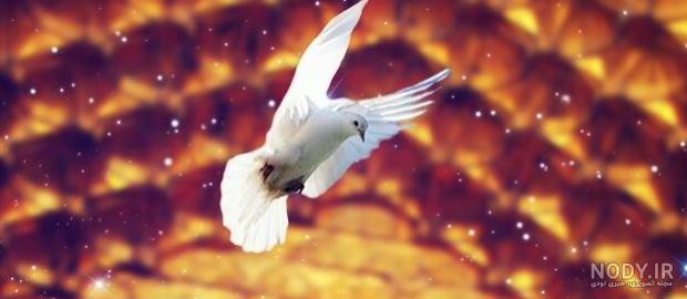 عکس کبوتر حرم امام رضا