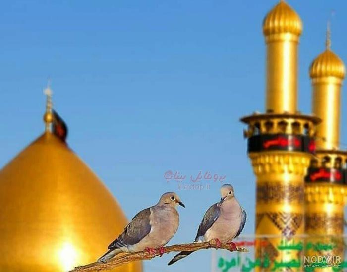 عکس کبوتر حرم امام رضا