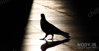 عکس خفن عکس کبوتر حرم امام حسین