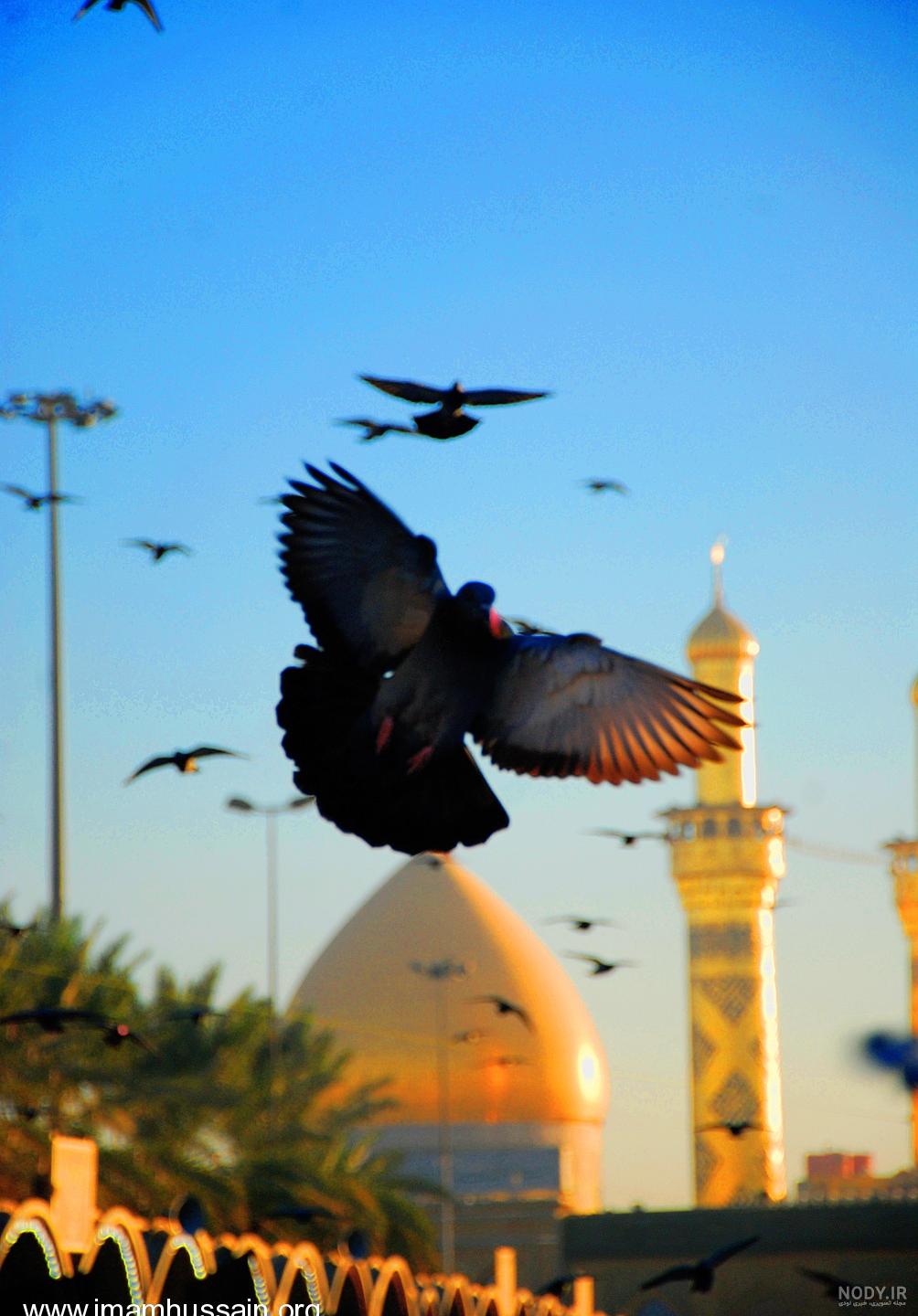 عکس کبوتر حرم امام رضا