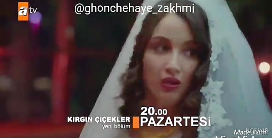 عکس غنچه های زخمی سوگل