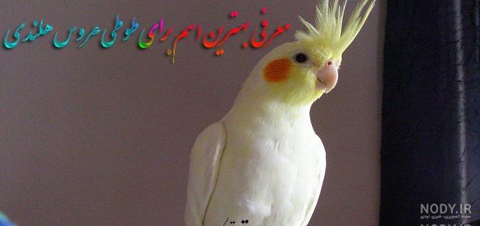نقاشی طوطی برزیلی