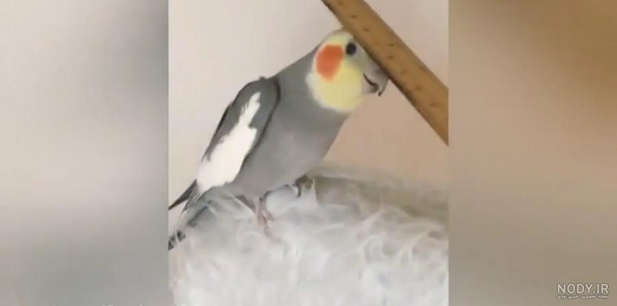 نقاشی طوطی در قفس