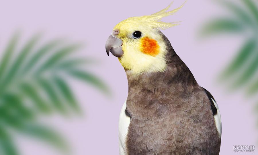 نقاشی عروس تنها