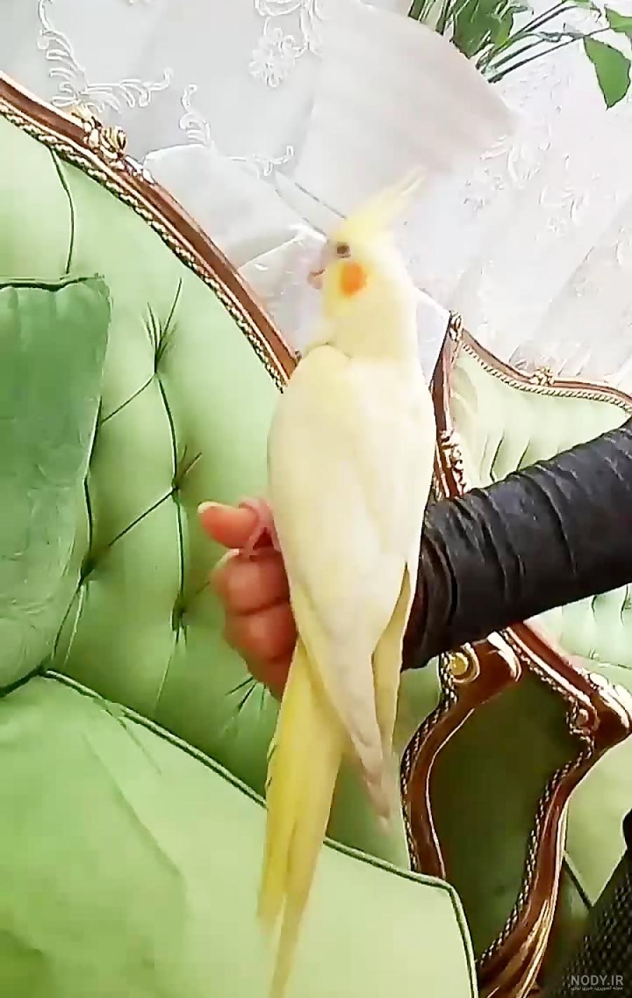 نقاشی عروس تنها