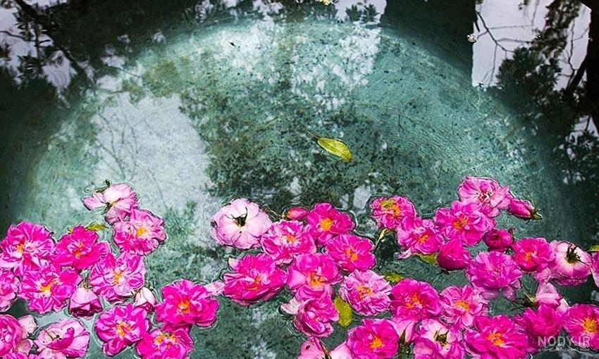 آدرس گلاب گیری در کاشان آدرس گلاب گیری در کاشان