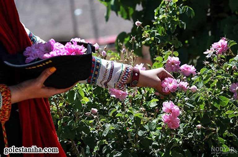 انشا در مورد گلاب گیری کاشان انشا در مورد گلاب گیری کاشان