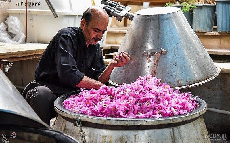 تحقیق در مورد گلاب گیری کاشان تحقیق در مورد گلاب گیری کاشان