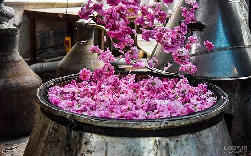 عکس مراسم گلاب گیری