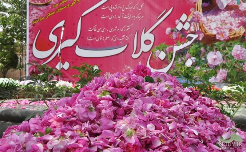 فصل گلاب گیری کاشان ۱۴۰۰ فصل گلاب گیری کاشان ۱۴۰۰