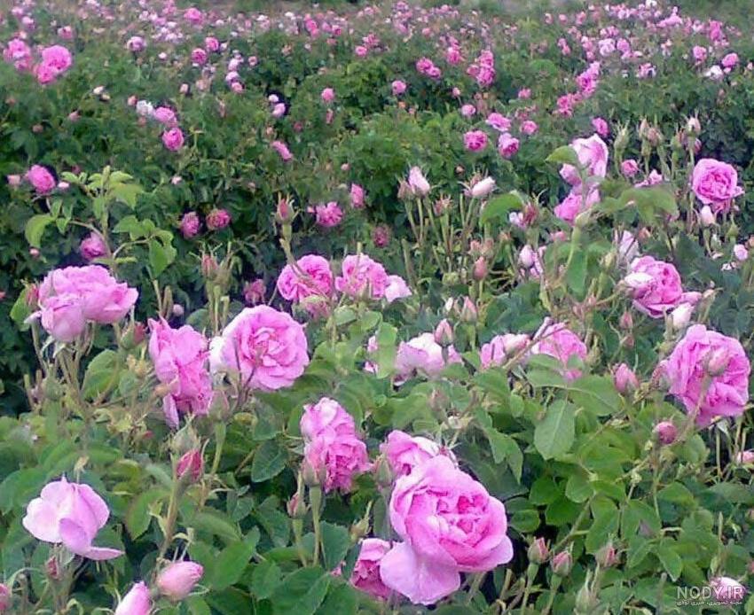 فصل گلاب گیری کاشان ۹۹ فصل گلاب گیری کاشان ۹۹