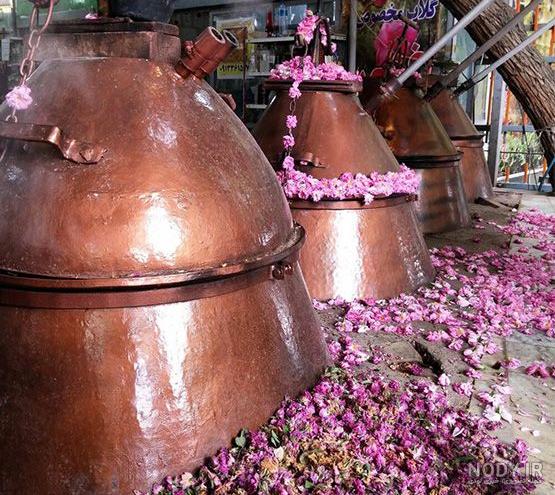 فیلم گلاب گیری کاشان فیلم گلاب گیری کاشان