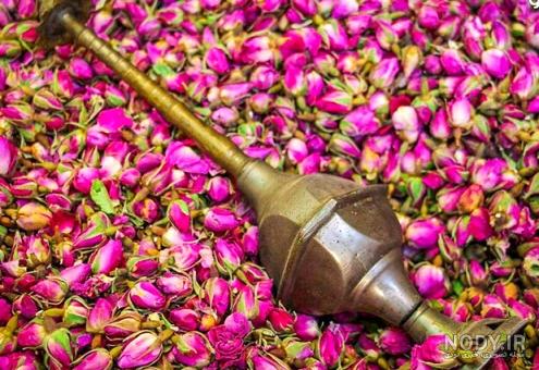 مراسم گلاب گیری قمصر کاشان مراسم گلاب گیری قمصر کاشان