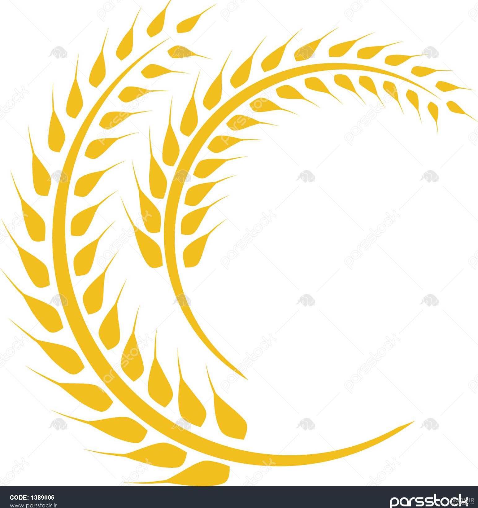 هم خانواده اسم گندم هم خانواده اسم گندم