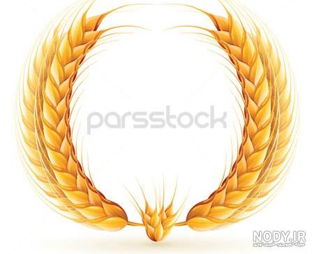 وکتور لوگوی گندم وکتور لوگوی گندم