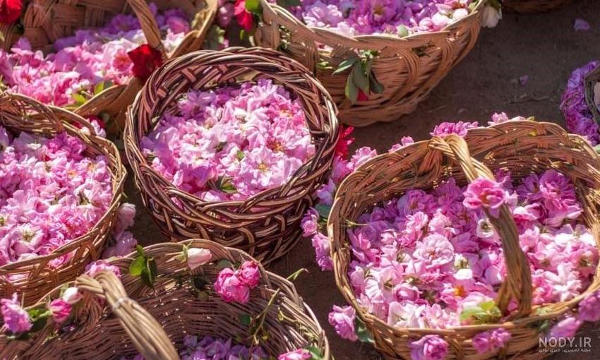 گلاب گیری کاشان کجاست گلاب گیری کاشان کجاست