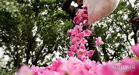 گلاب گیری کاشان کجاست گلاب گیری کاشان کجاست