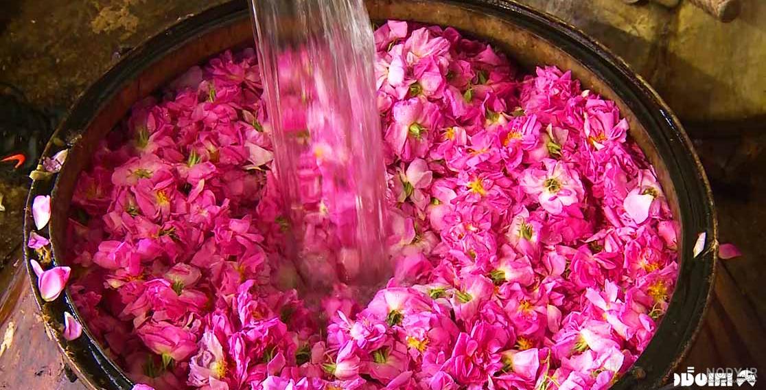 گلاب گیری کاشان۱۴۰۰ گلاب گیری کاشان۱۴۰۰