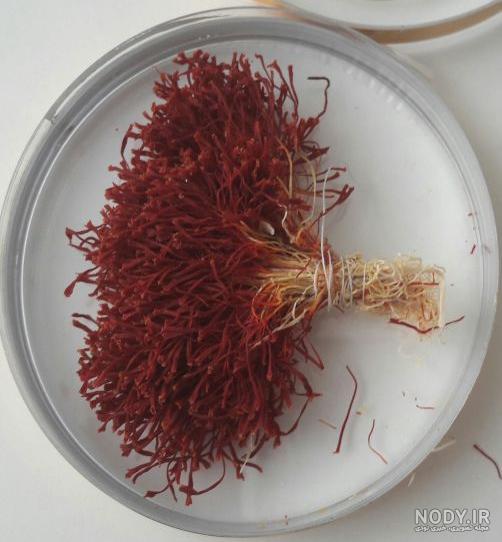 انواع گیاه زعفران