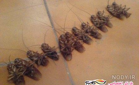 عکس خنده دار برای گروه دوستانه عکس خنده دار برای گروه دوستانه