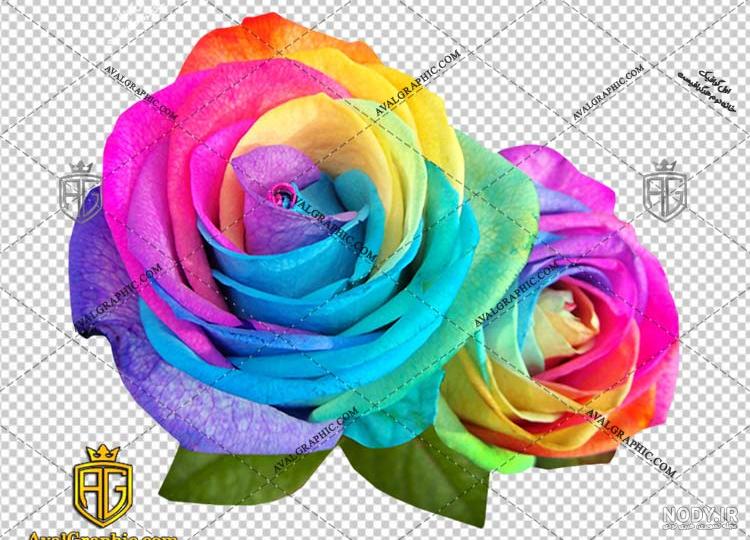 عکس دسته جمعی جوجه رنگی عکس دسته جمعی جوجه رنگی
