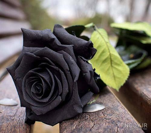 عکس دسته گل برای سر خاک